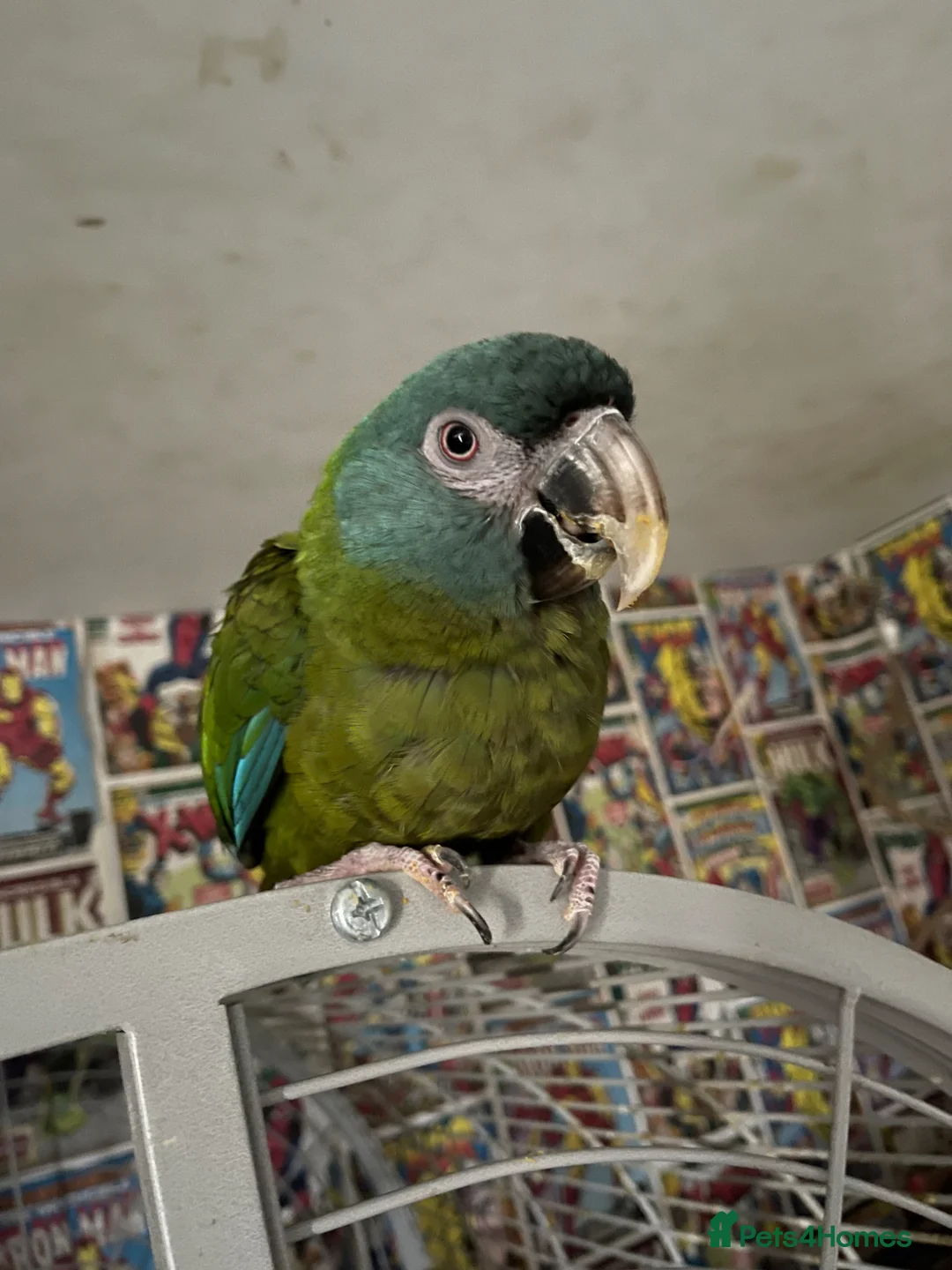 Macaws birds for sale: Blue headed macaw - Advert 1
