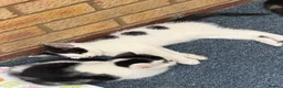 Mixed Breed cats for sale: Kittens for sale in Edgware - Advert 3