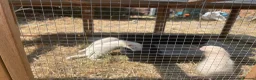 Ferret rodents for sale: Ferret kits for sale - Advert 4