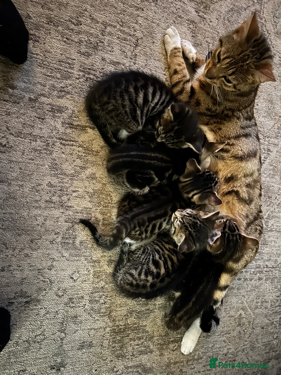 Mixed Breed cats for sale: Tabby boys  - Advert 14