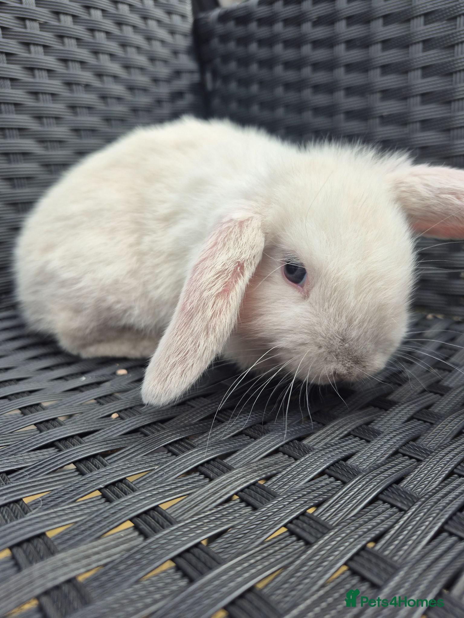 Mini Lop rabbits LAST 2 READY NOW! Pure Mini Lop Babies Boy & Girl  - Advert 2