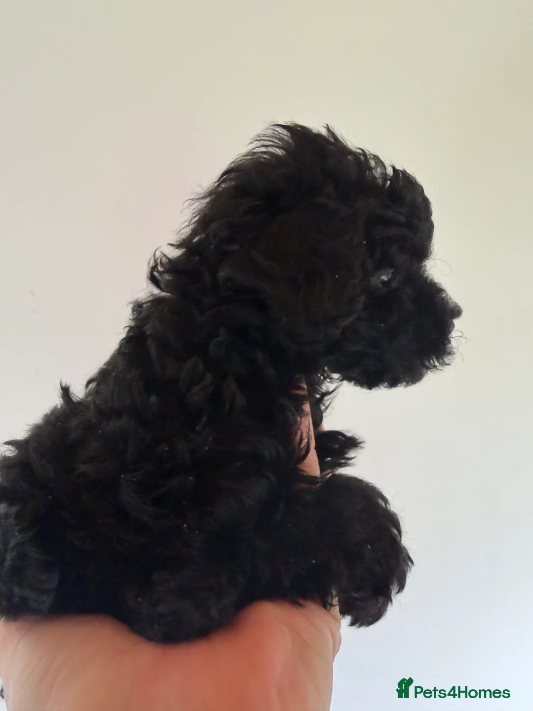Mixed Breed dogs for sale: Poodle puppies - Advert 23