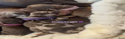 Miniature Dachshund dogs for sale: Miniature dachshund pups  - Advert 21