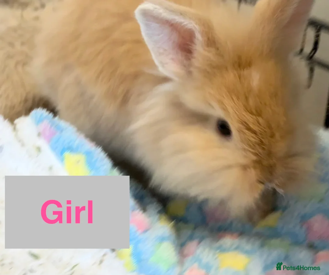 Lionhead rabbits for sale: Double Maned Lionheads - READY NOW - Advert 1