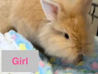 Lionhead rabbits Double Maned Lionheads - READY NOW - Advert 4