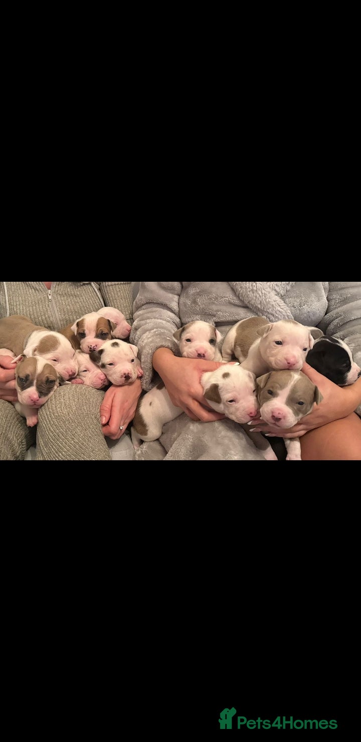 American Bull Staffy dogs Beautiful Amstaff puppys For Sale - Advert 5