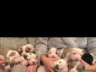American Bull Staffy dogs Beautiful Amstaff puppys For Sale - Advert 5