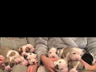 American Bull Staffy dogs Beautiful Amstaff puppys For Sale - Advert 4