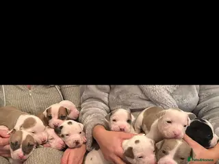 American Bull Staffy dogs Beautiful Amstaff puppys For Sale - Advert 17