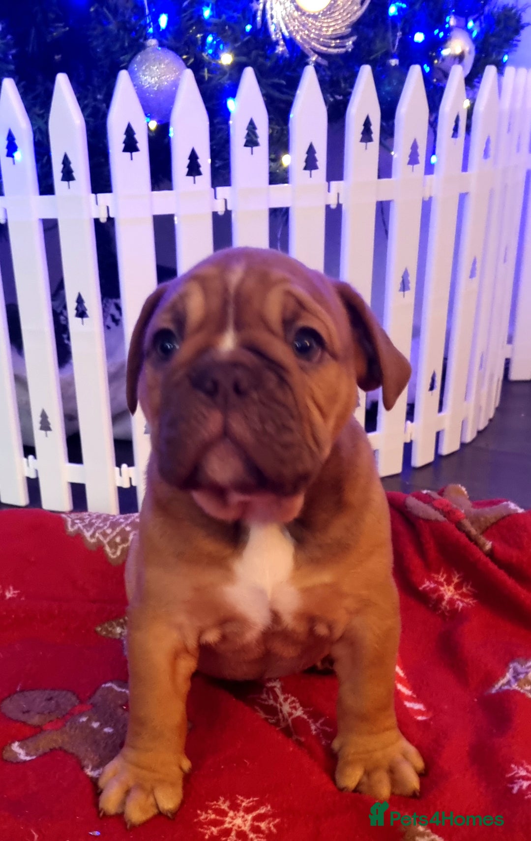 Olde English Bulldogge dogs for sale: BUYER PULL OUT LAST MALE REDUCED!!!! - Advert 1