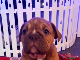 Olde English Bulldogge dogs BUYER PULL OUT LAST MALE REDUCED!!!! - Advert 12