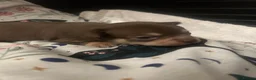 Chihuahua dogs for sale: 4 stunning chihuahua puppies  - Advert 31