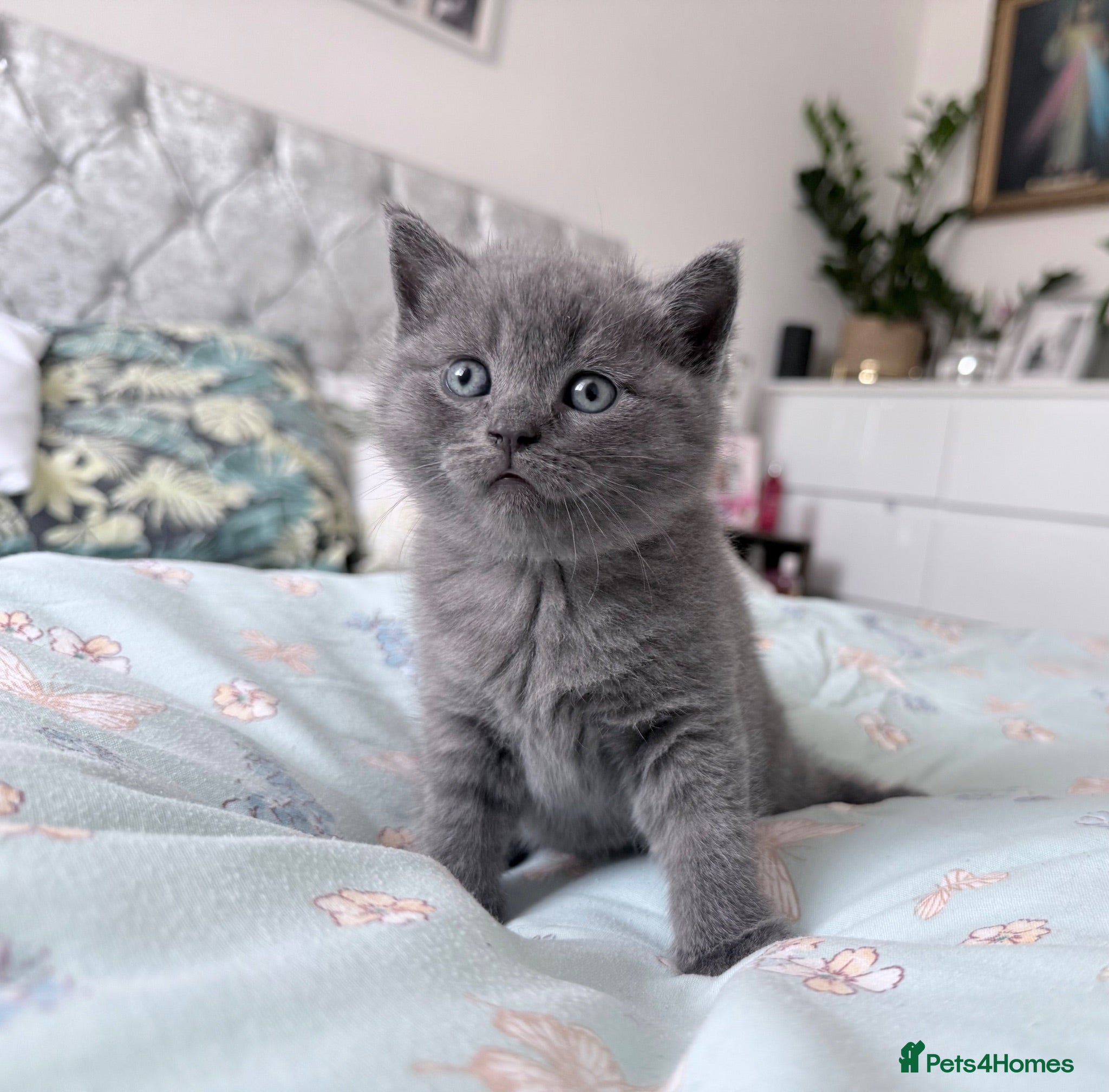 British Shorthair cats British shorthair kittens  - Advert 2
