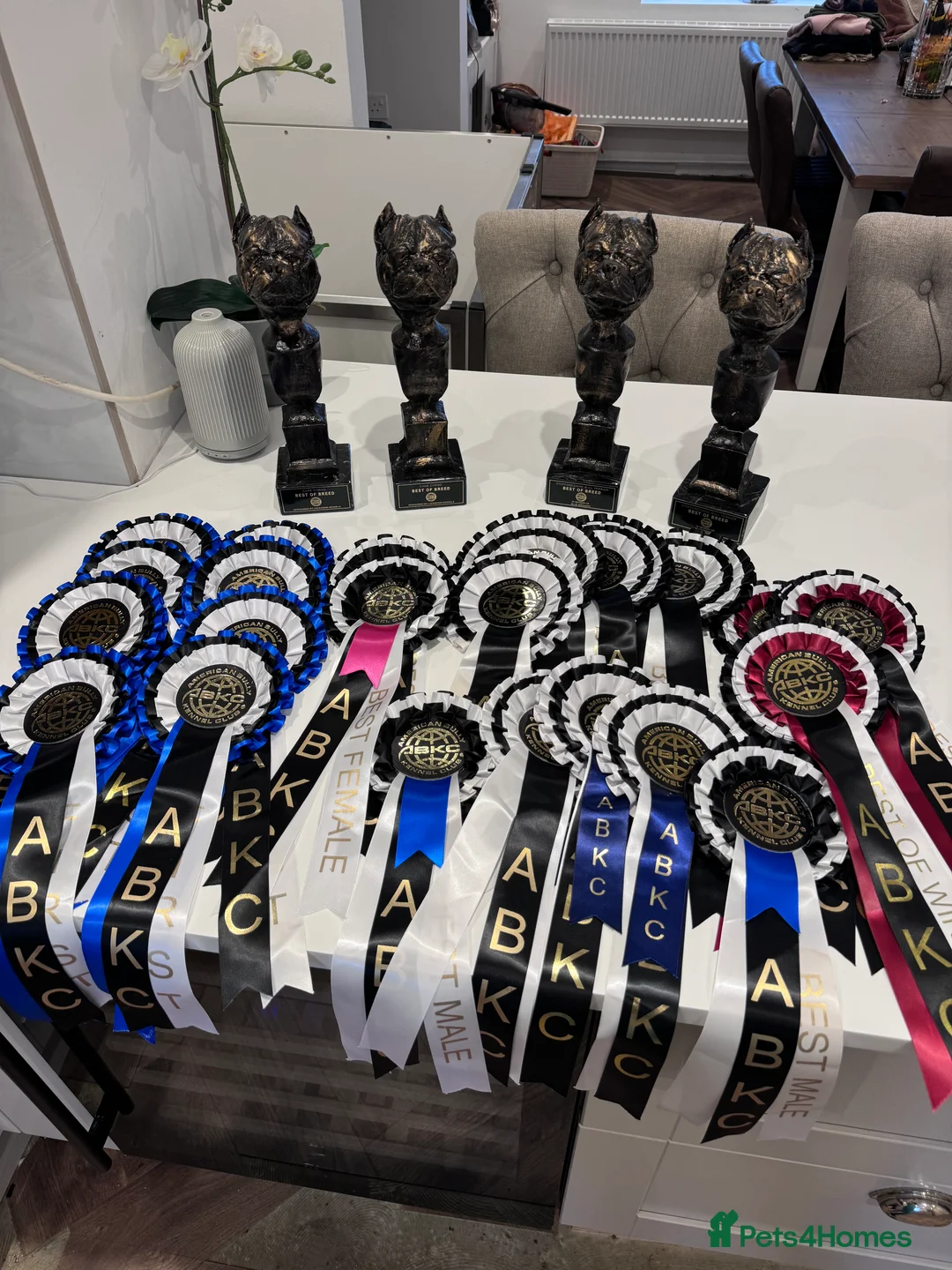 Staffordshire Bull Terrier dogs for stud: Black carrying blue stafford stud PHPV tested in Carlisle - Advert 14