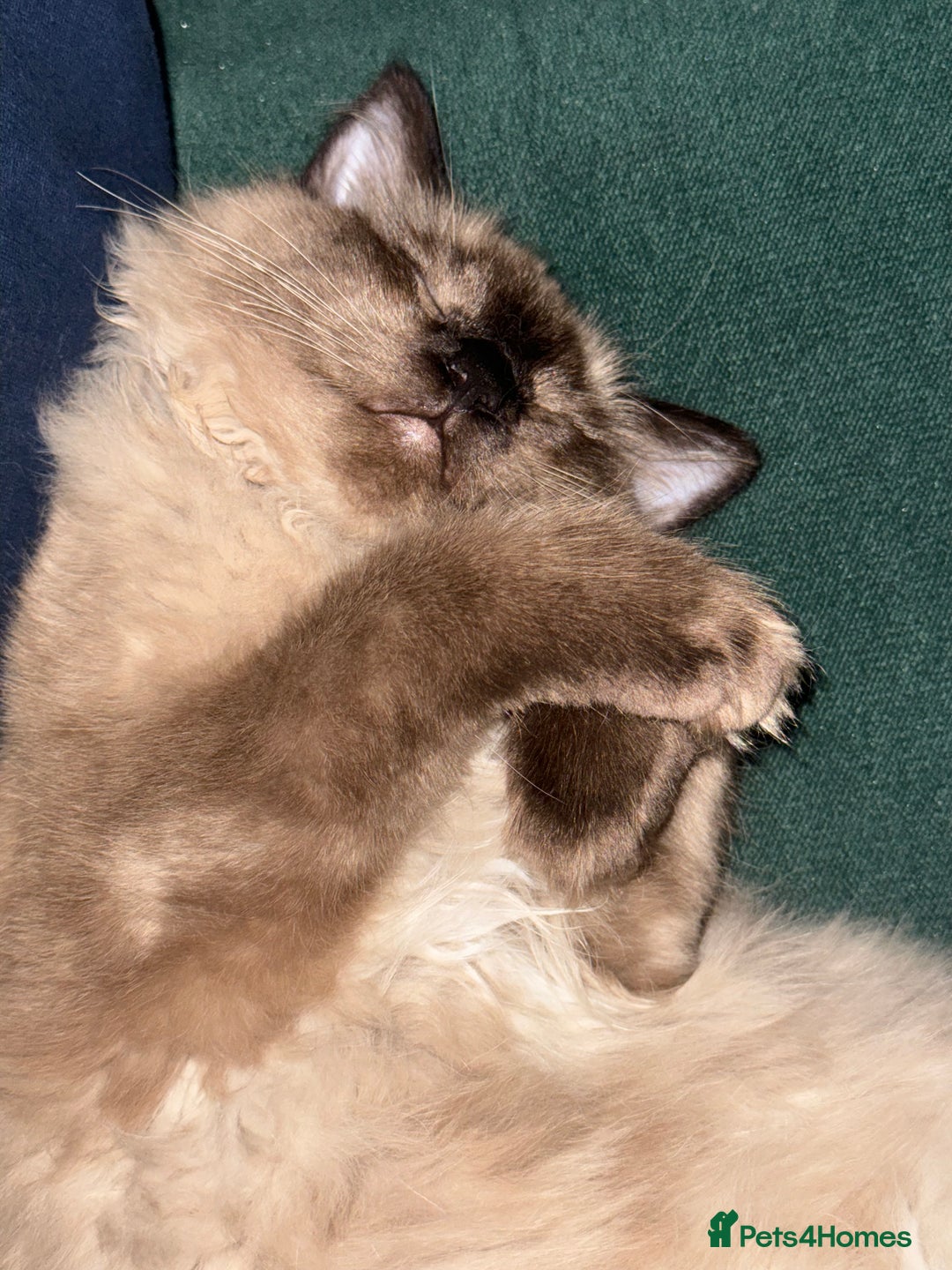 Ragdoll cats for sale: Pure Ragdoll  - Advert 7