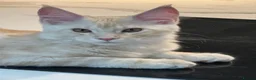 Maine Coon cats for sale: ❤️❤️LAST BOY LEFT❤️❤️ MAINE COON KITTEN - Advert 4