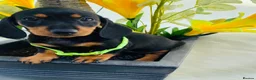 Miniature Dachshund dogs for sale: STUNNING Miniature Dachshund Puppies!!! - Advert 24