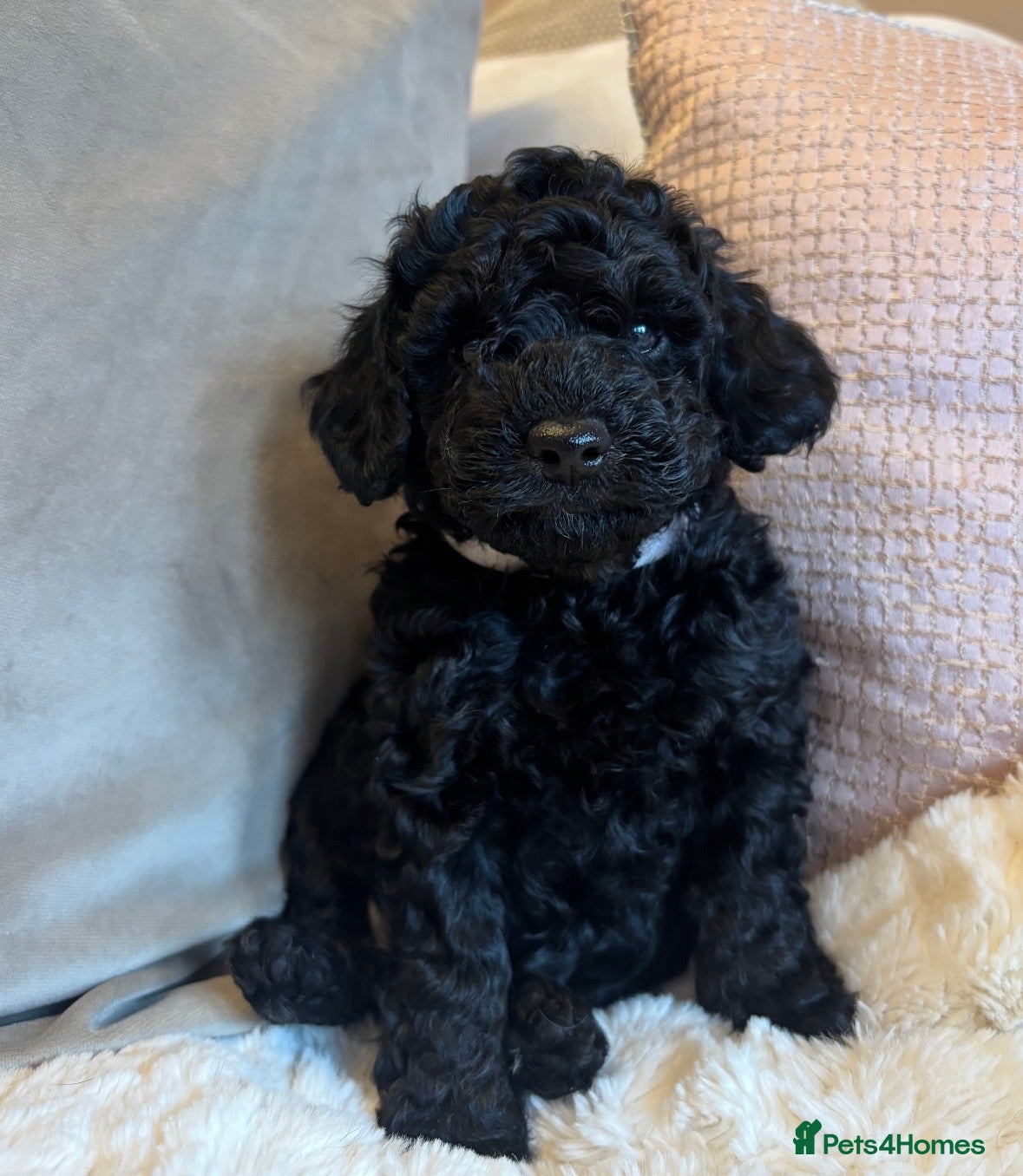 Toy Poodle dogs Kc Registered Toy Poodle Puppies - Advert 7