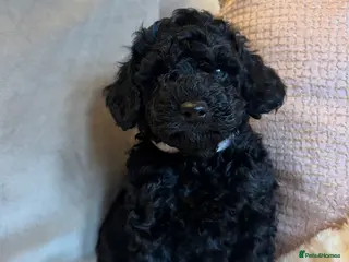 Toy Poodle dogs Kc Registered Toy Poodle Puppies - Advert 2
