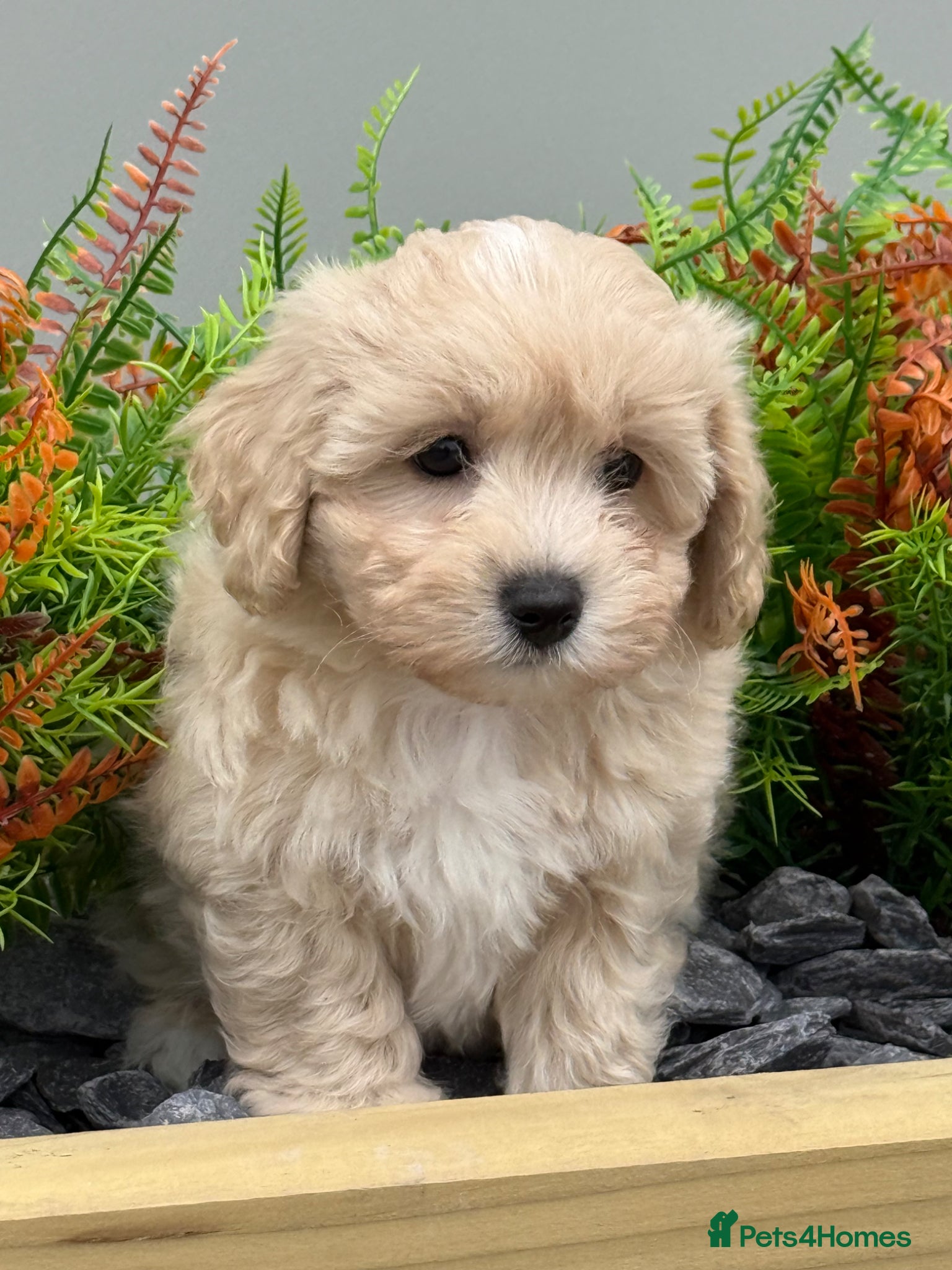 Maltipoo dogs Teddy Bear F1 Maltipoo Boy ready now  - Advert 1