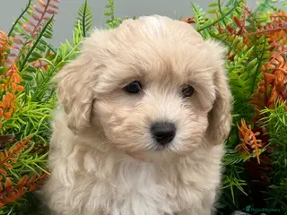 Maltipoo dogs Teddy Bear F1 Maltipoo Boy ready now - Advert 1
