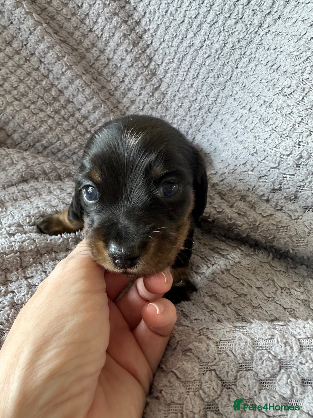 Miniature Dachshund dogs for sale: KC Reg - 1 puppy looking for his forever home - Advert 8