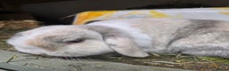 Mixed Breed rabbits for sale: Trio 1 male rabbit 2 girls vaccinated Neutered - Advert 3