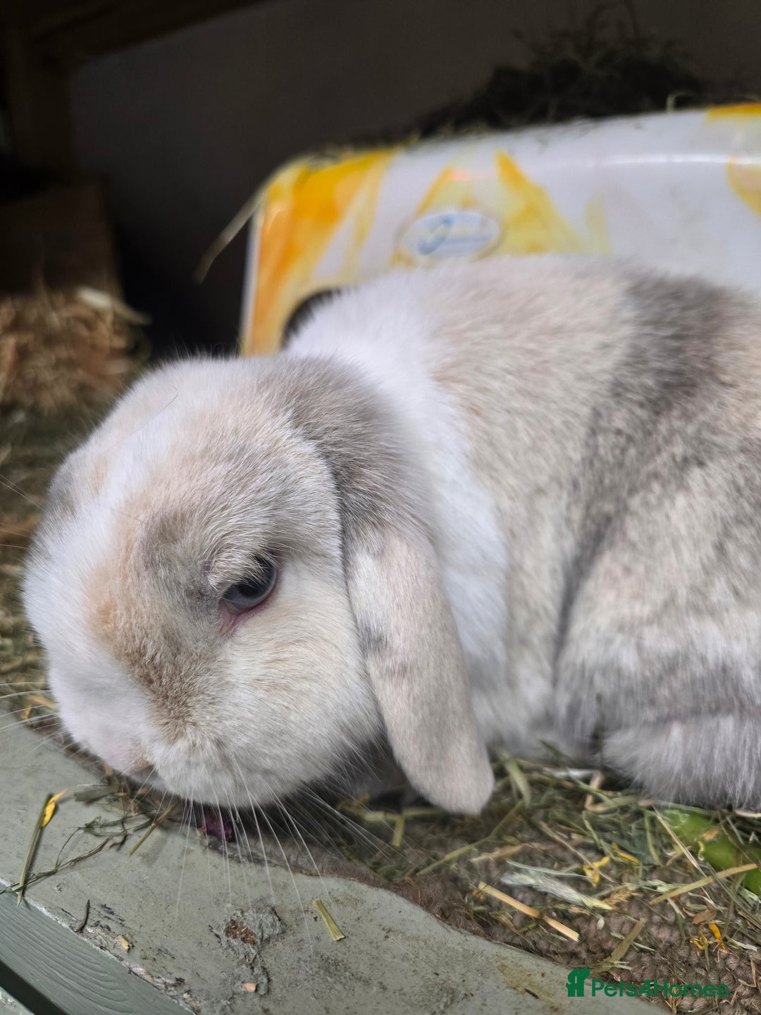 Mixed Breed rabbits for sale: Trio 1 male rabbit 2 girls vaccinated Neutered - Advert 3