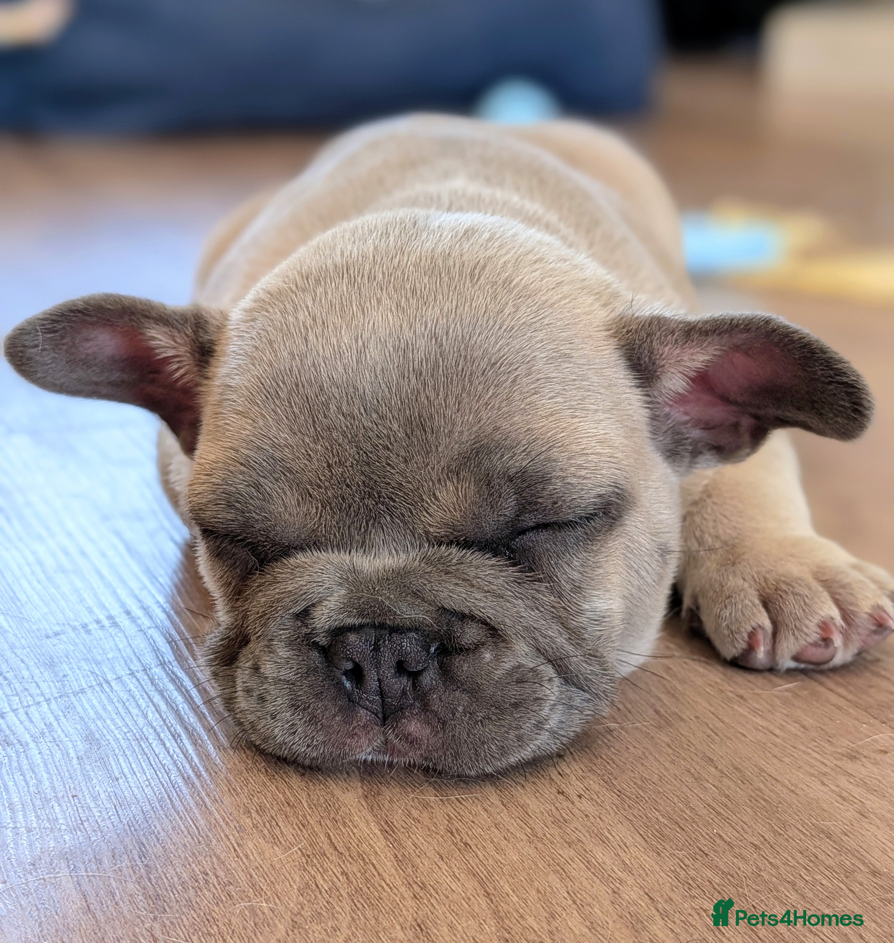 French Bulldog dogs French bulldog puppies  - Advert 2