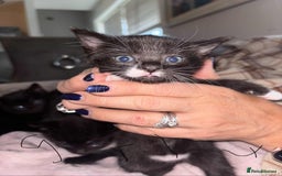 British Shorthair cats for sale: Litter of five kittens looking for forever home - Advert 6