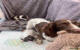 English Springer Spaniel dogs for sale: English springer spaniel kc registered  - Image 9
