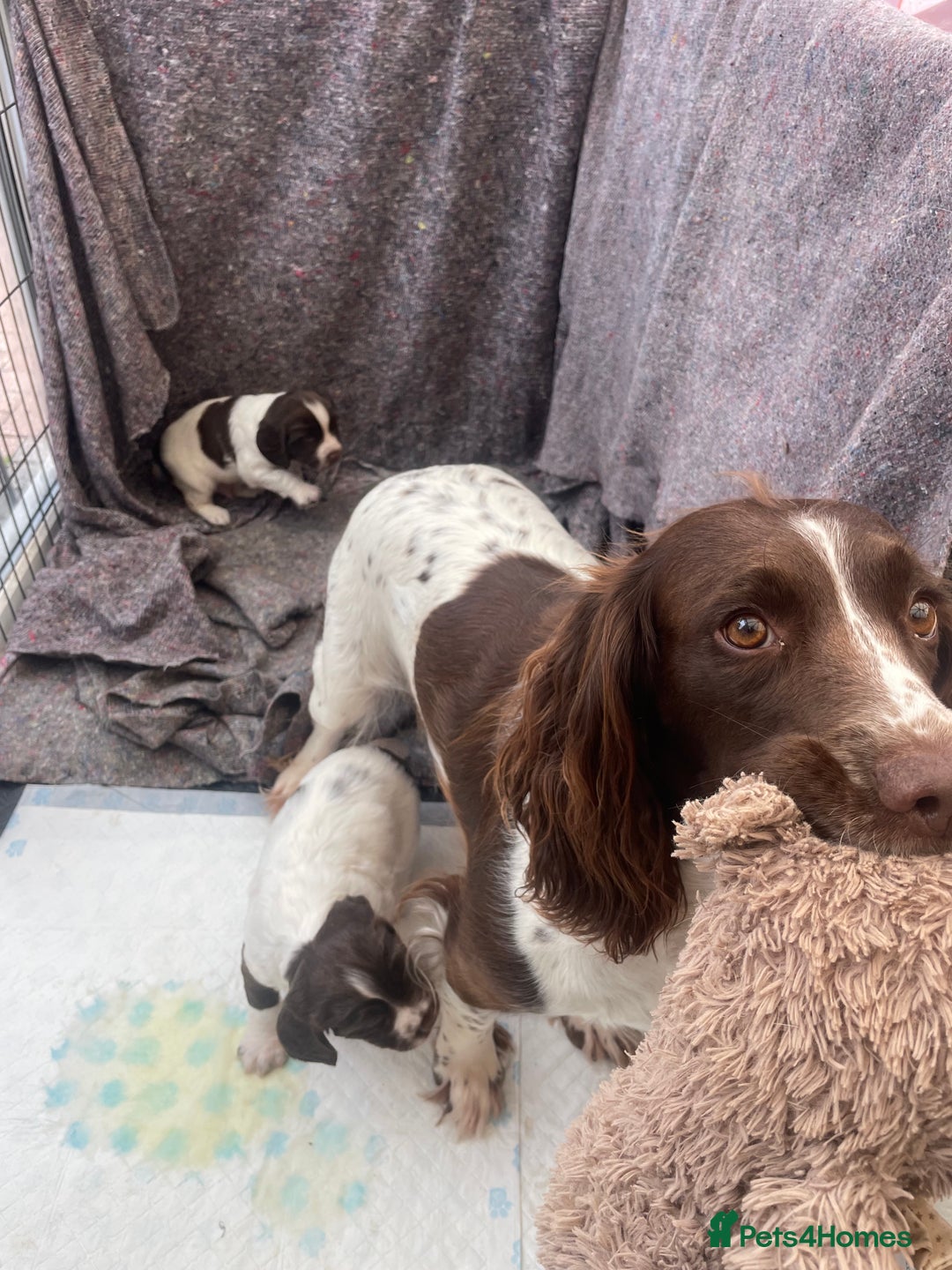 English Springer Spaniel dogs for sale: English springer spaniel kc registered  - Image 9