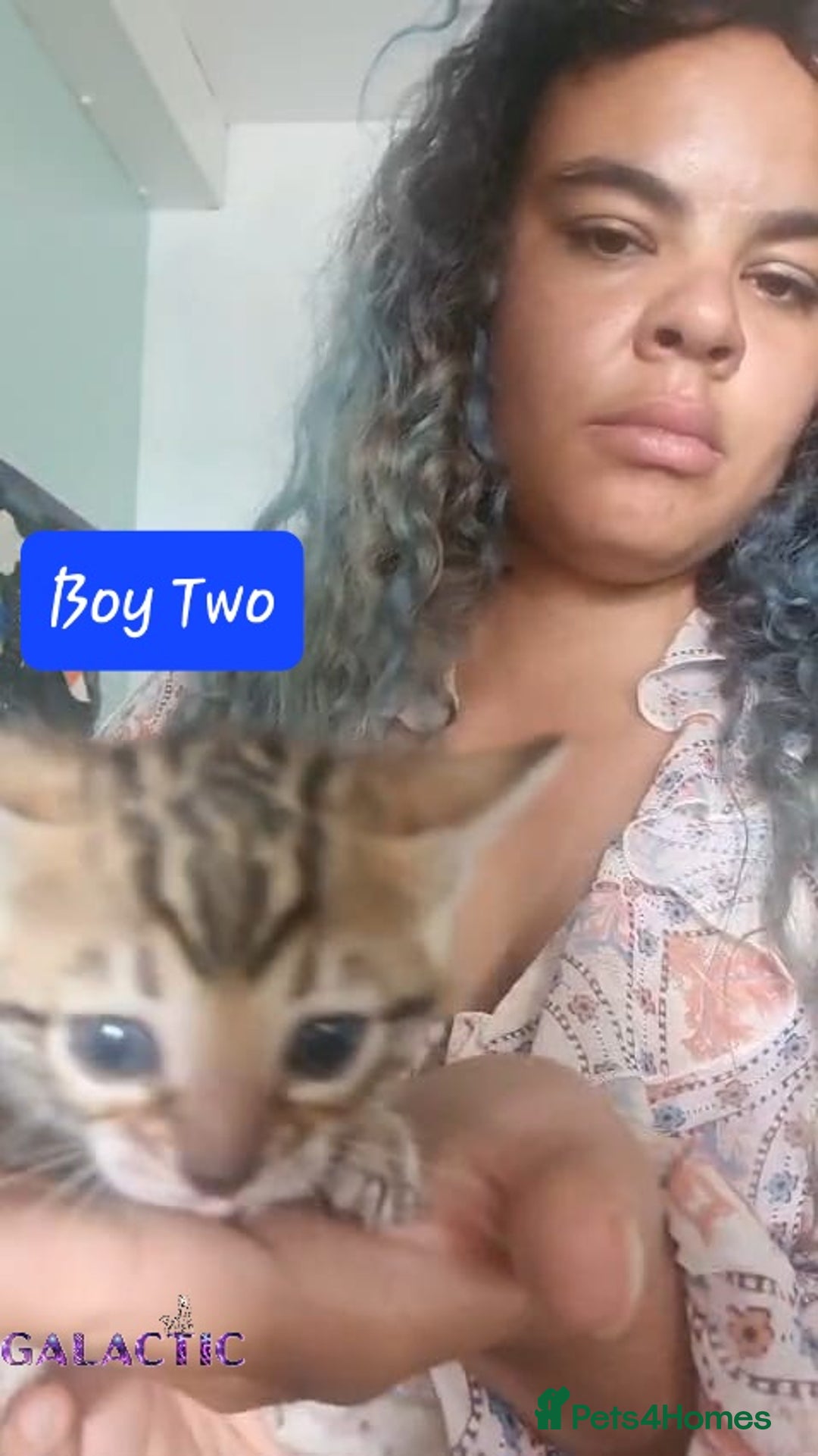 Bengal cats for sale: Beautiful Bengal Kittens  in Sutton - Image 16