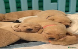 Goldador dogs for sale: Goldador puppies  - Advert 8