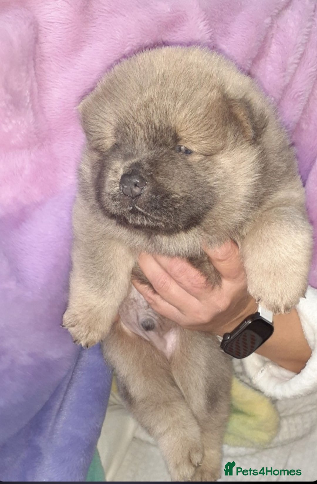 Chow Chow dogs for sale:  KC registered Chow Chow puppies for sale.🤗 - Image 12