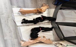 Labrador Retriever dogs for sale: Retriever Labrador puppys for sale - Image 24