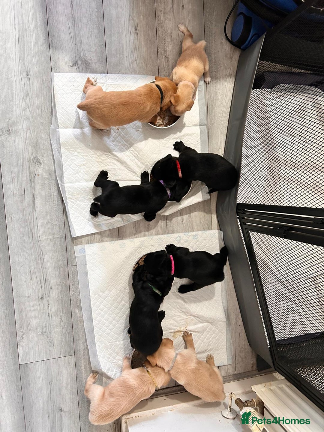 Labrador Retriever dogs for sale: Retriever Labrador puppys for sale - Image 24