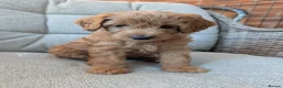 Cockapoo dogs for sale: Cockapoo puppies F1B  in Shrewsbury - Advert 9