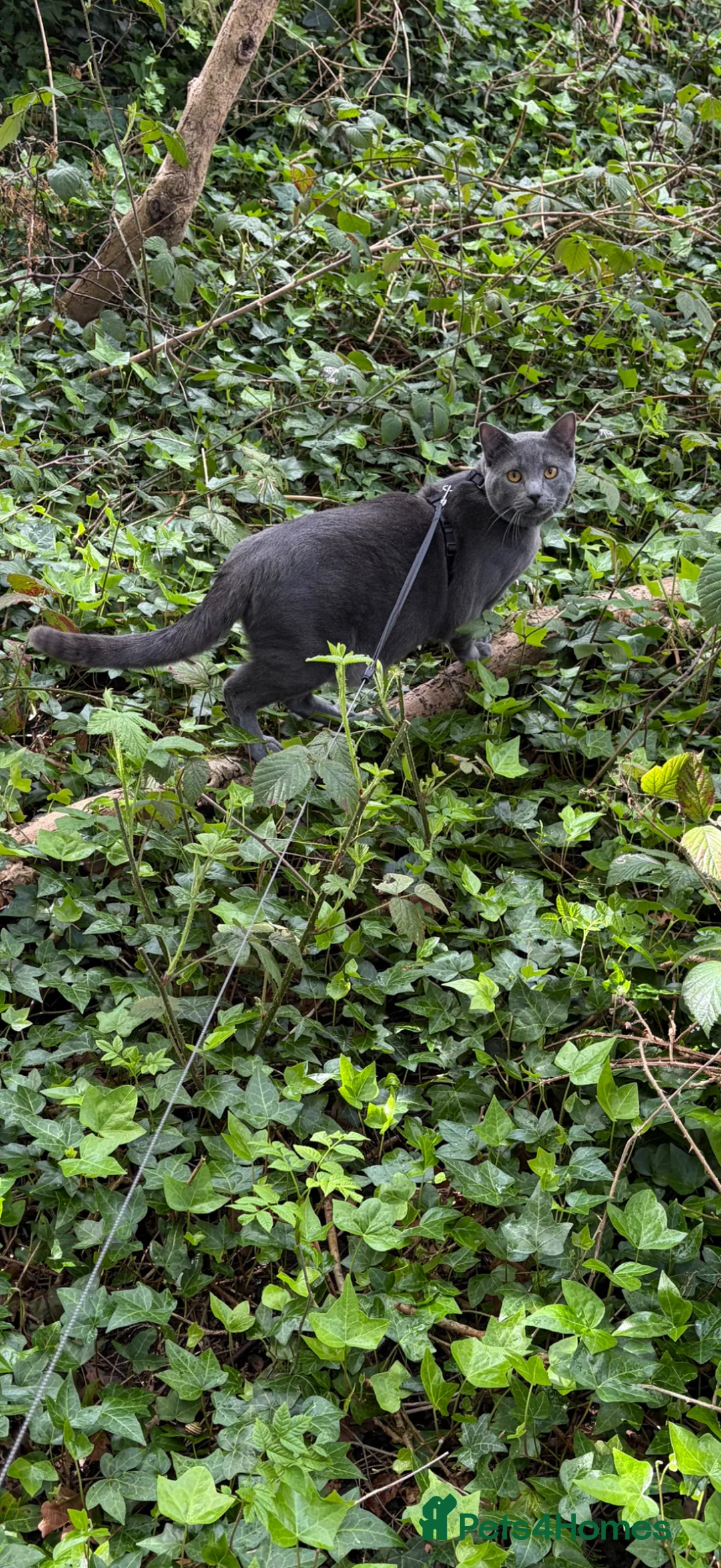 Chartreux cats for sale: Adorable friendly Chartreux highly intelligent  - Advert 2