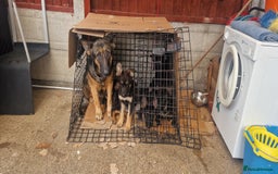 German Shepherd dogs for sale: German shepherd puppies - Image 6