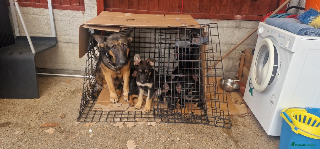 German Shepherd dogs for sale: German shepherd puppies - Image 6