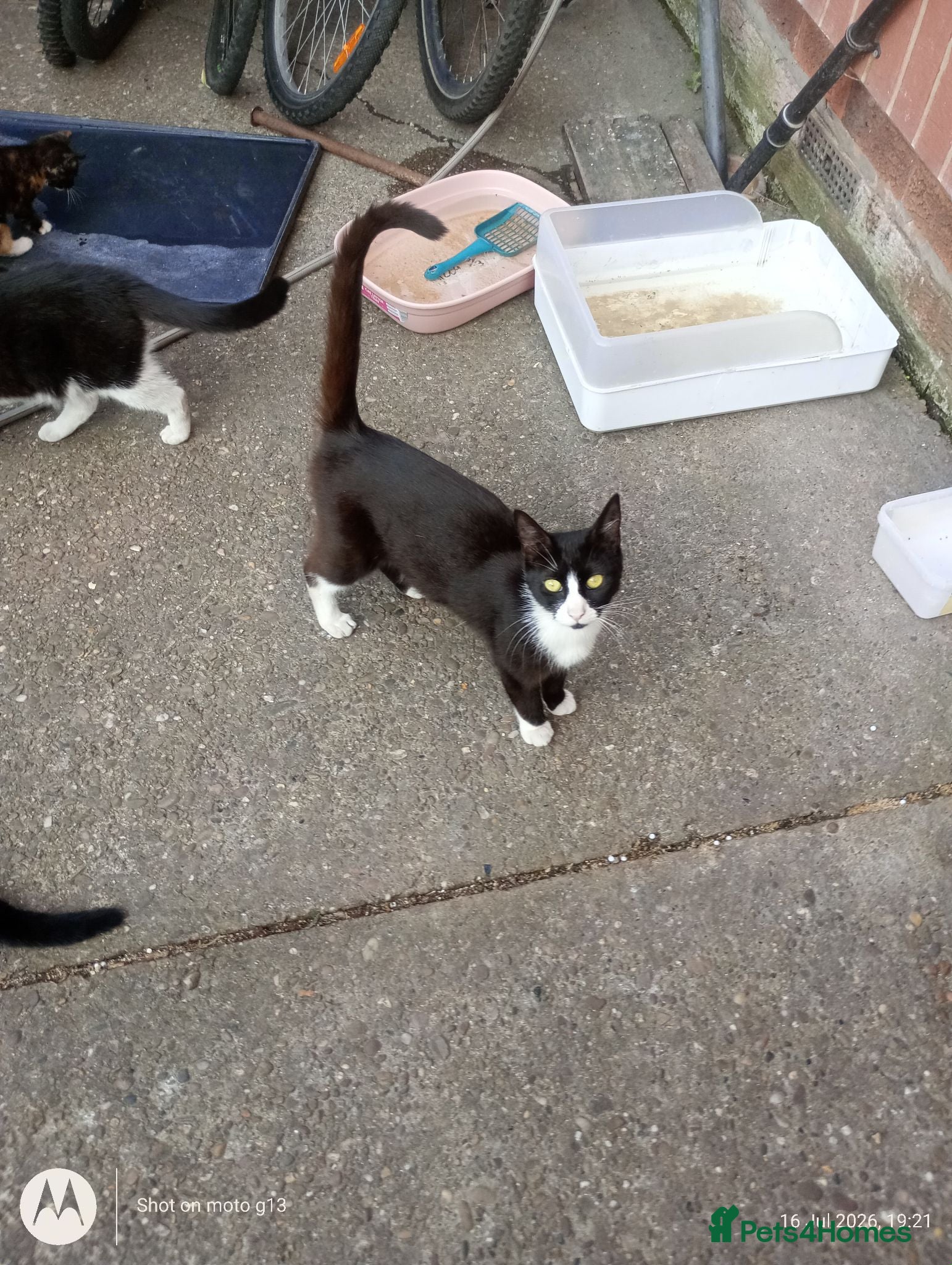 Mixed Breed cats multicoloured kittens - Advert 2
