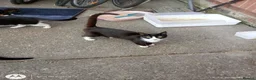 Mixed Breed cats for sale: multicoloured kittens in Nottingham - Advert 1