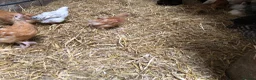 Chickens poultry for sale: Happy healthy pullets. - Advert 11
