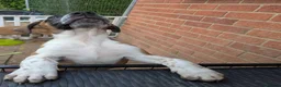 Mixed Breed dogs for sale: American bulldog x Belgian Malinois  - Advert 5