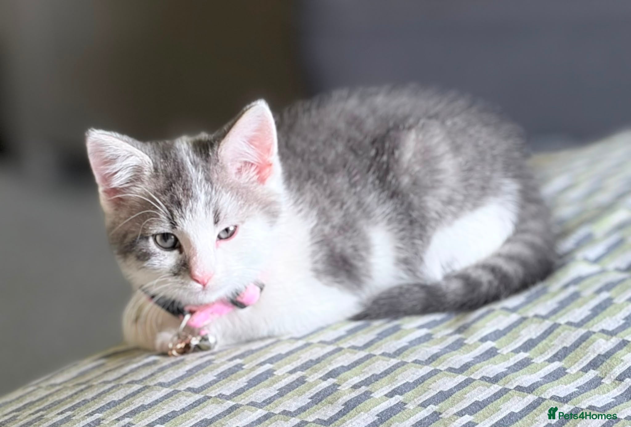 Mixed Breed cats for sale: Two gorgeous kittens for sale  in Wisbech - Advert 4