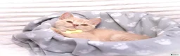 British Shorthair cats for sale: Cream British Shorthair Boy 🧸 - Advert 11