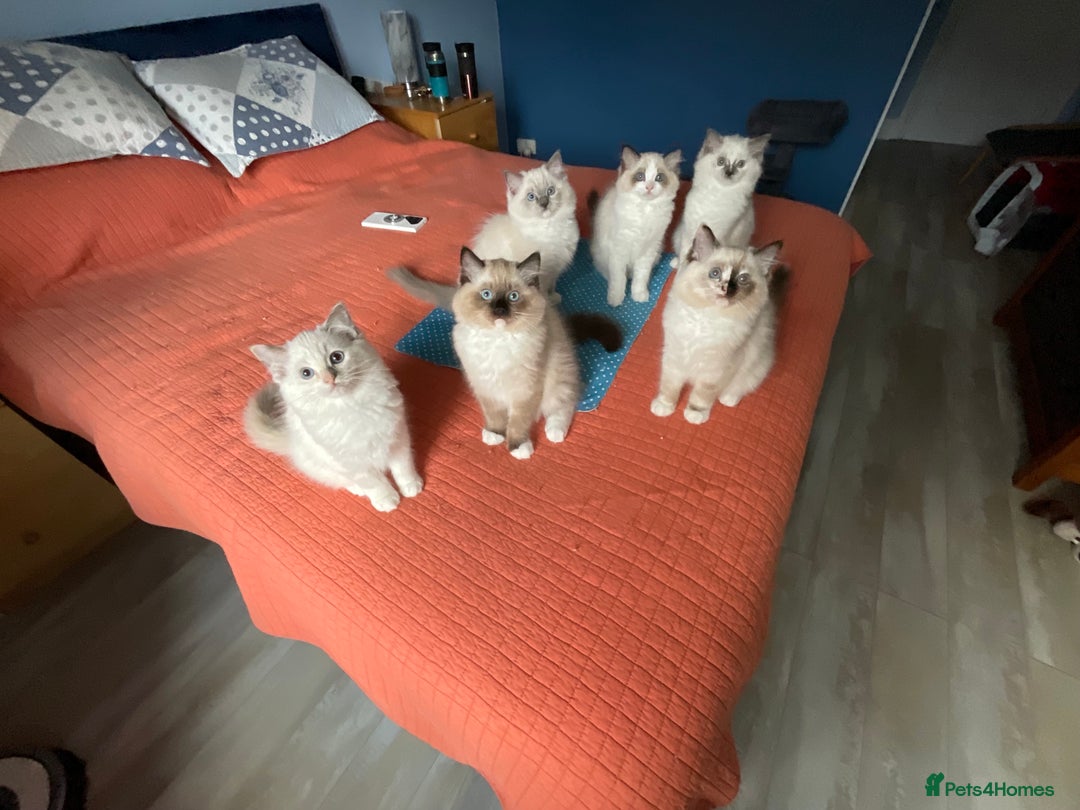 Ragdoll cats for sale: Top Quality, Tica Reg Kittens from Euro / US Lines - Image 3