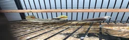 Cockatiels birds for sale: Stunning Various Young Cockatiels - Advert 2
