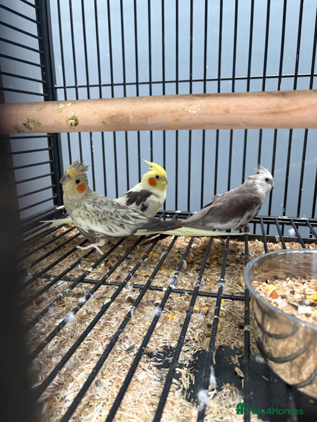 Cockatiels birds for sale: Stunning Various Young Cockatiels - Advert 2